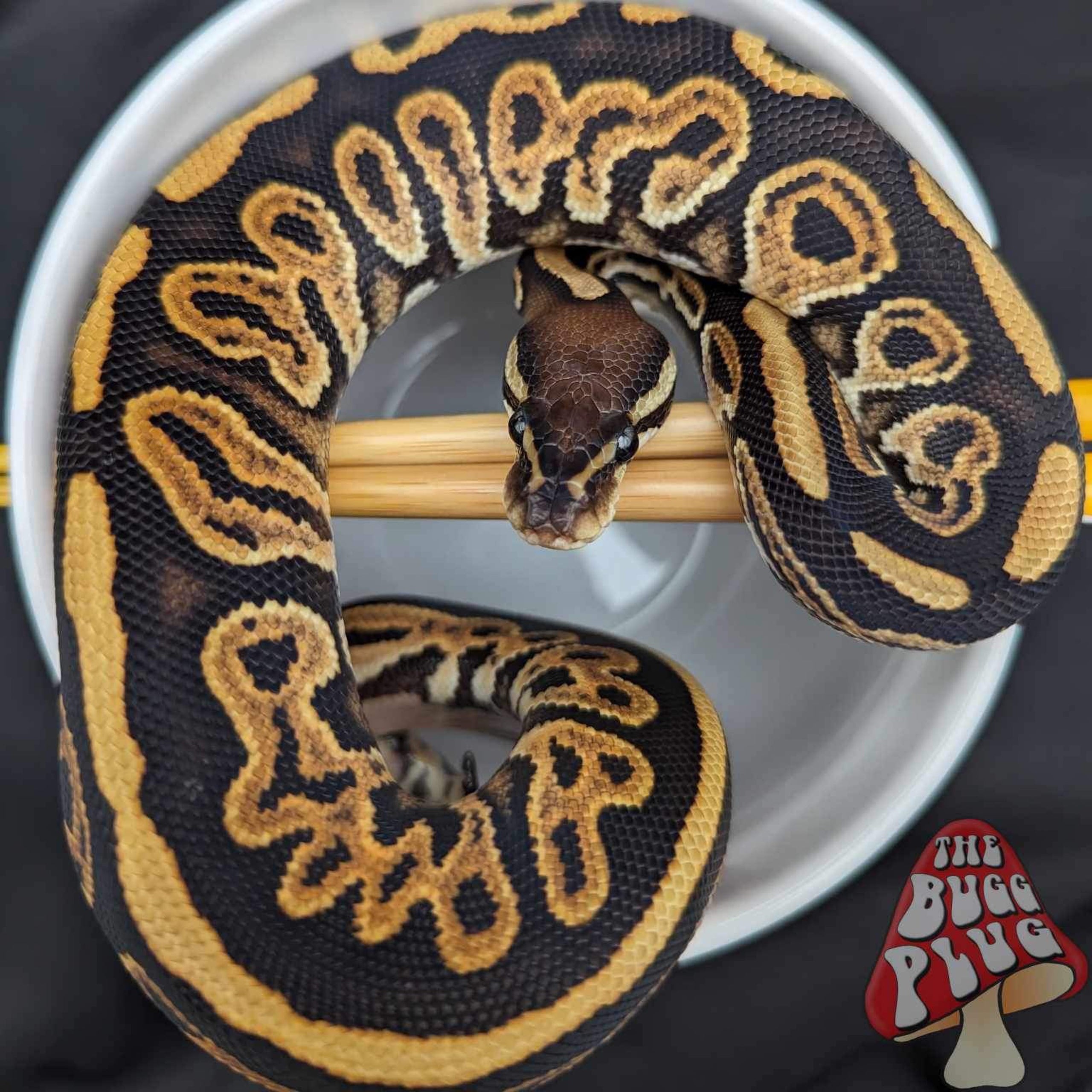 2023 Black Pastel Dune Ball Python Female | The Bugg Plug