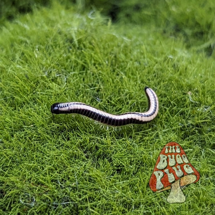 Hawaiian Yellow Striped Millipedes ~ Spirobolellus sp. ex. Maui | The ...