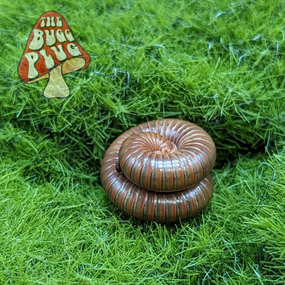 Tanzanian Millipedes | Spirostreptus sp. Globular | Exotic Large ...