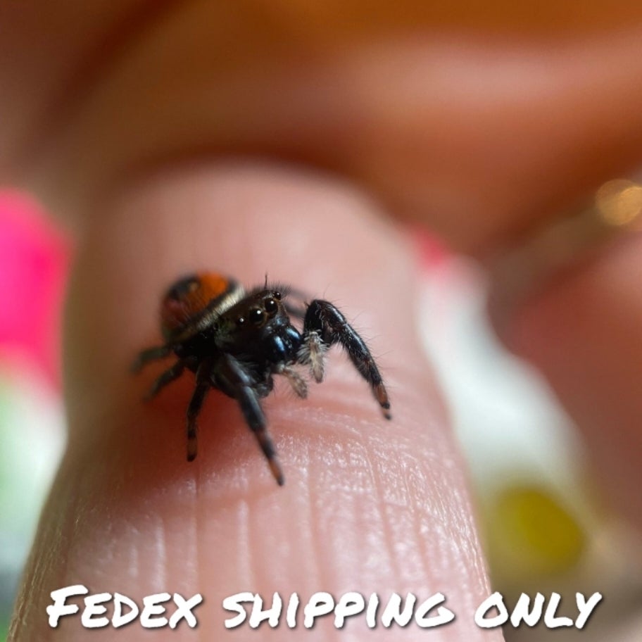 Sub-Adult Male Regal Jumping Spider