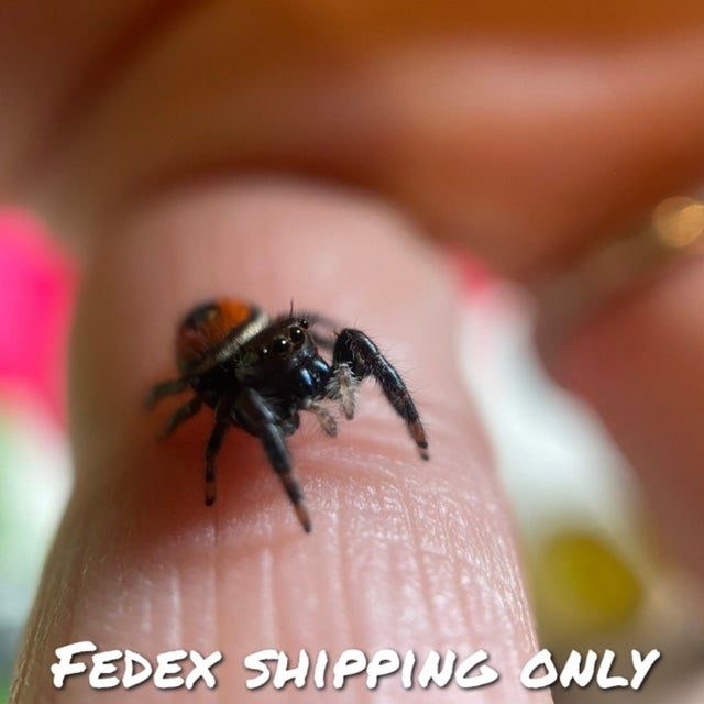 Mini Hygrometer/Thermometer — Itsy Bitsy Friends Jumping Spiders For Sale