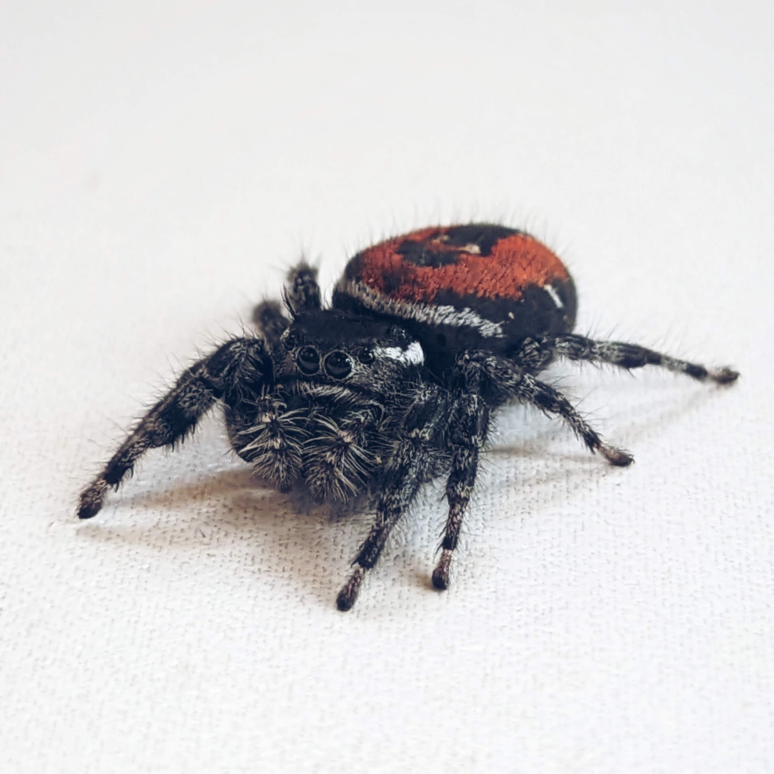 Red Back Jumping Spiders (carneus) For Sale – Big Apple Pet Supply