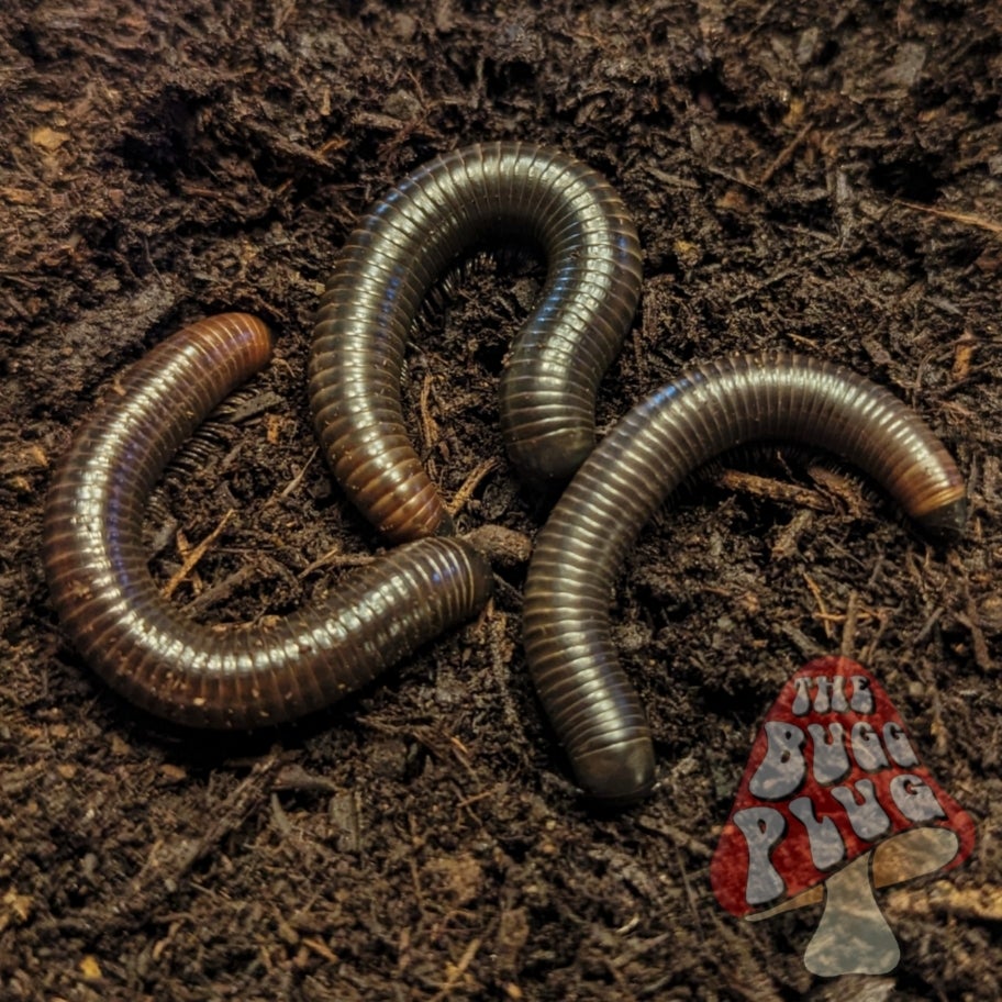 Negros Island Giant Blue Millipede | Acladocricus sp. | Rare Millipedes ...