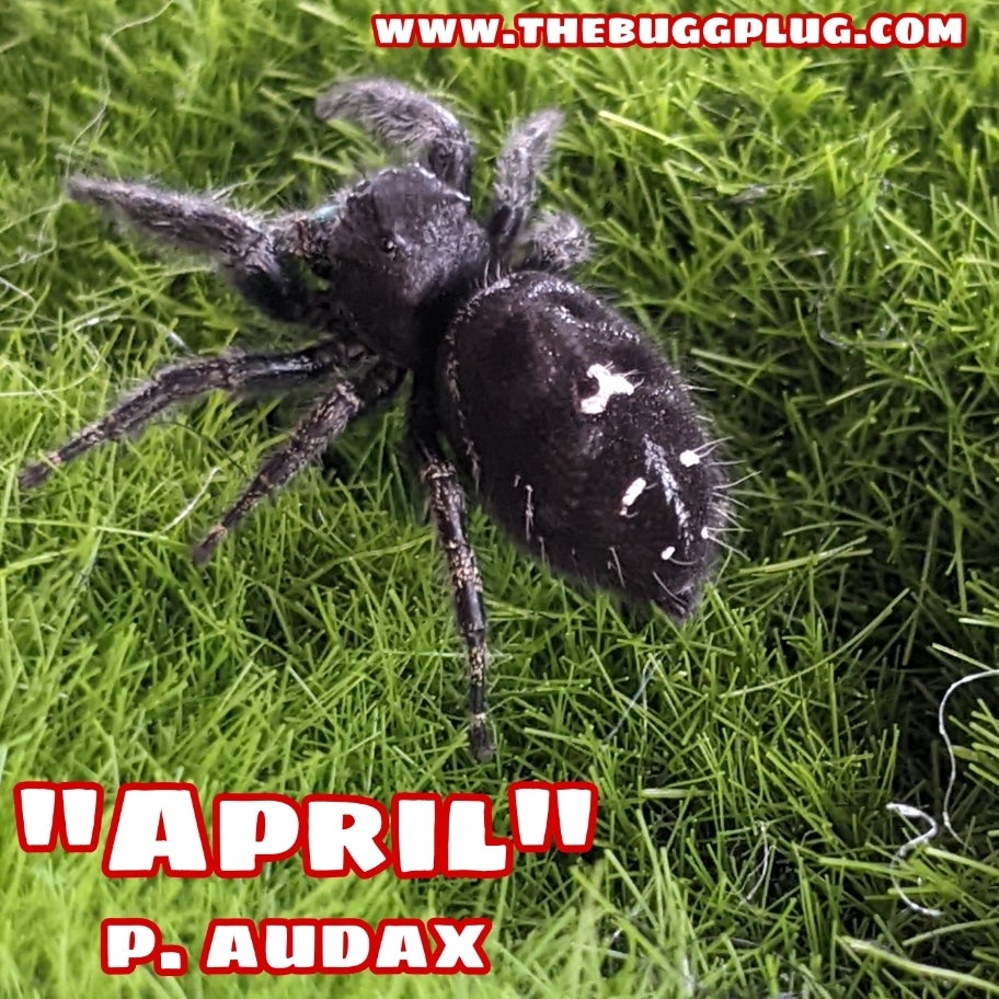 Red Back Jumping Spiders (carneus) For Sale – Big Apple Pet Supply