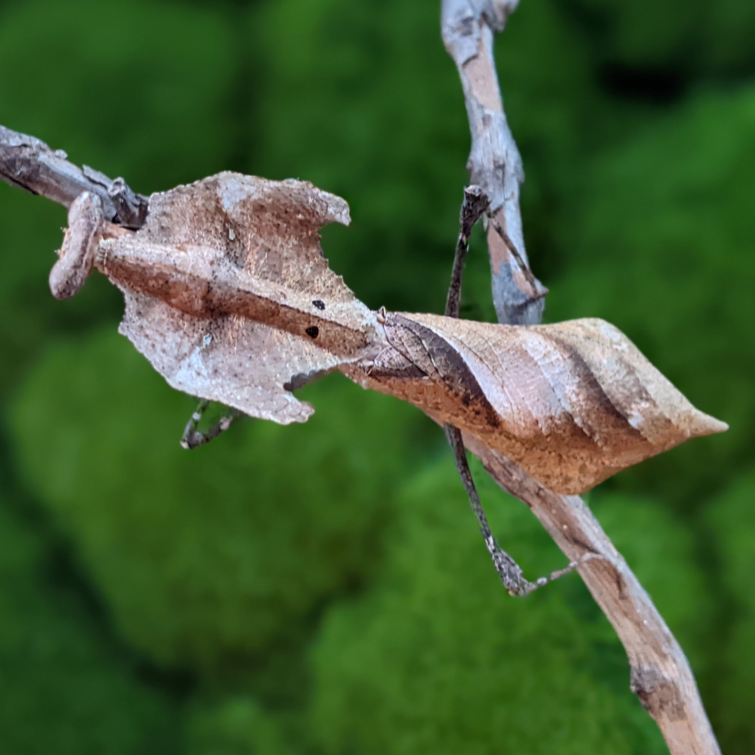 Deroplatys Truncata Dead Leaf Mantis The Bugg Plug