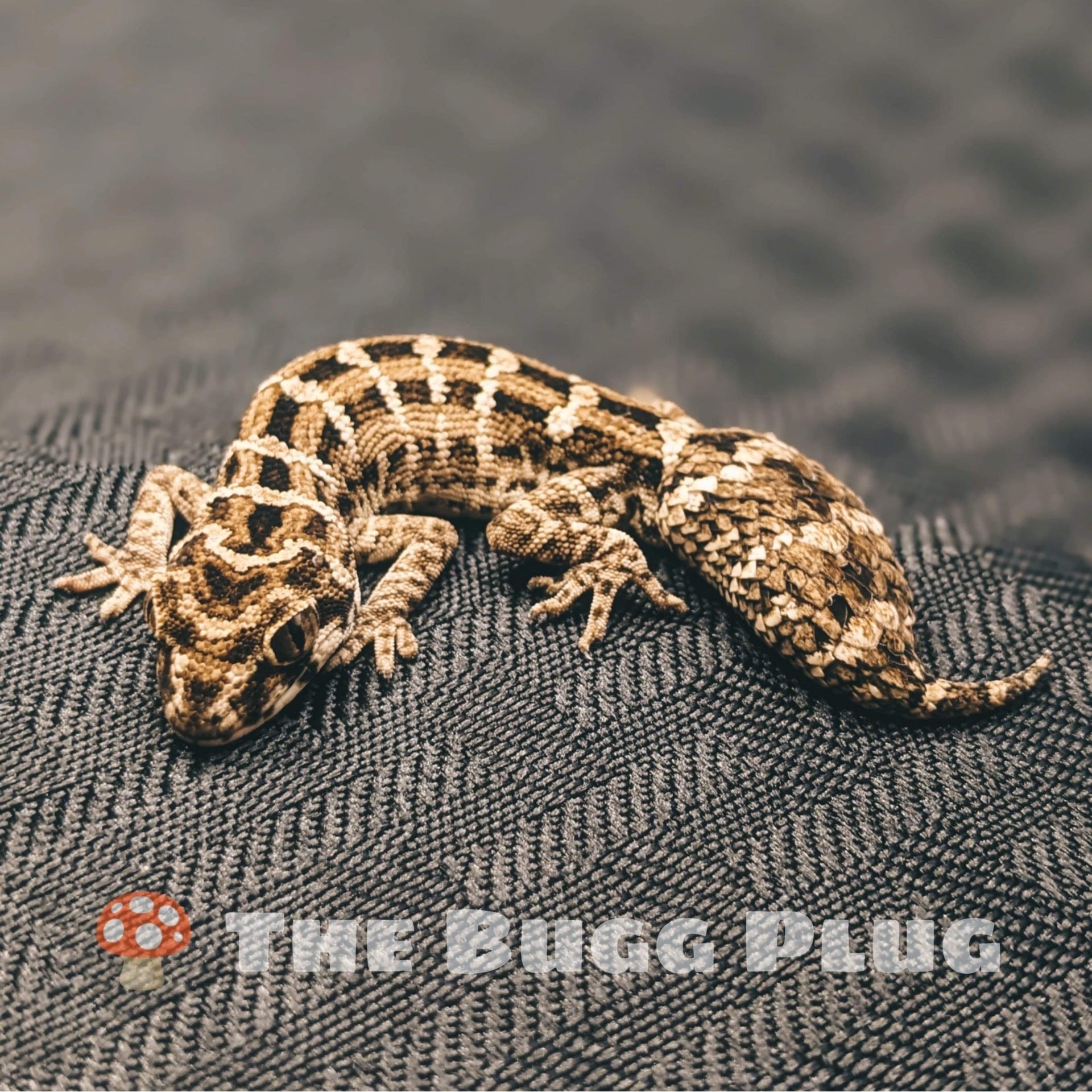 Viper Gecko Male | The Bugg Plug