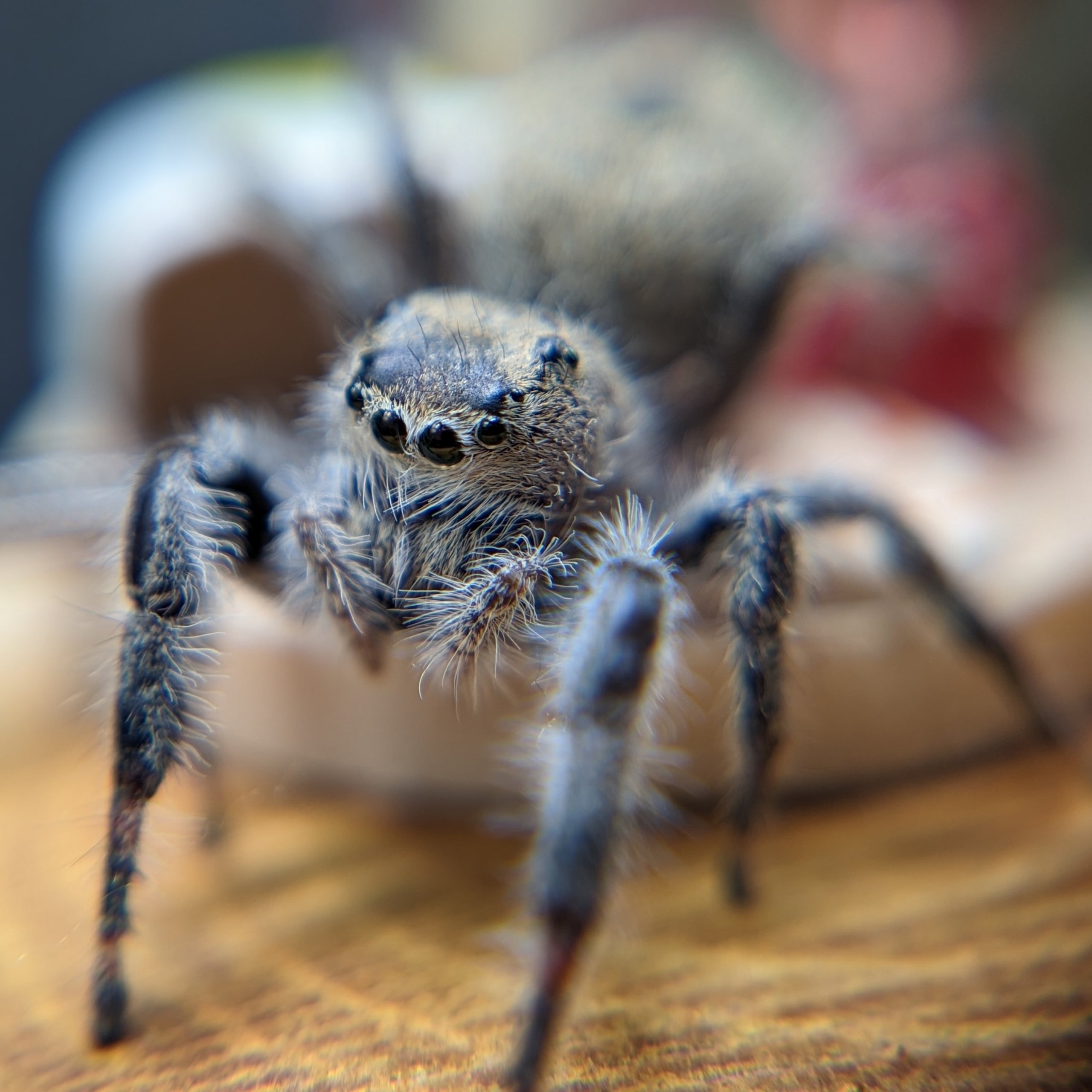 Fleecy jumping spider - SpiderSpotter