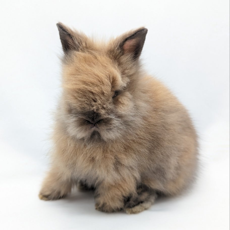 Tort lionhead hot sale rabbit