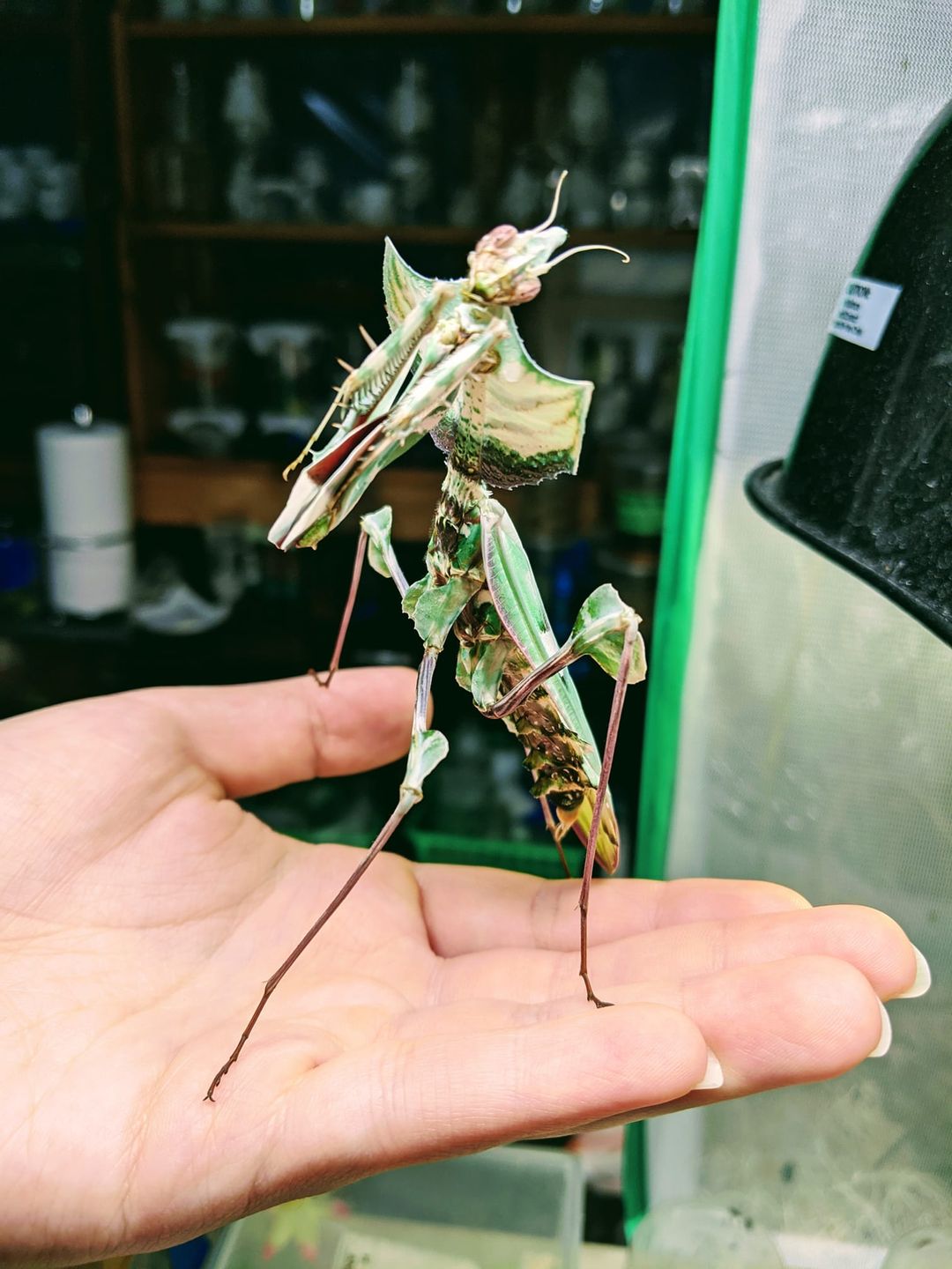 Devils flower mantis for sale